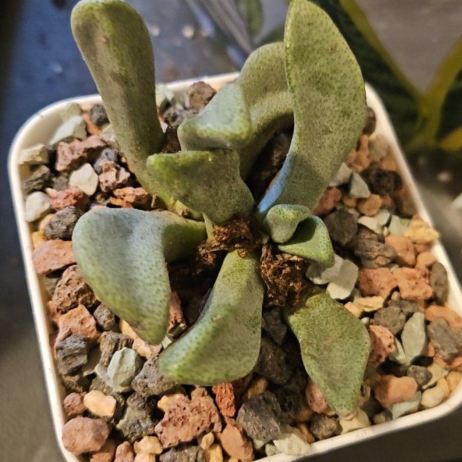 Photo of the plant species Bijlia Cana by @Heisenburg named Pleiospilos compactus ssp. minor on Greg, the plant care app