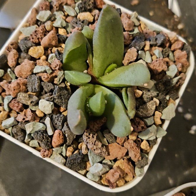 Photo of the plant species Glottiphyllum neilii by @Heisenburg named Glottiphyllum neilii on Greg, the plant care app