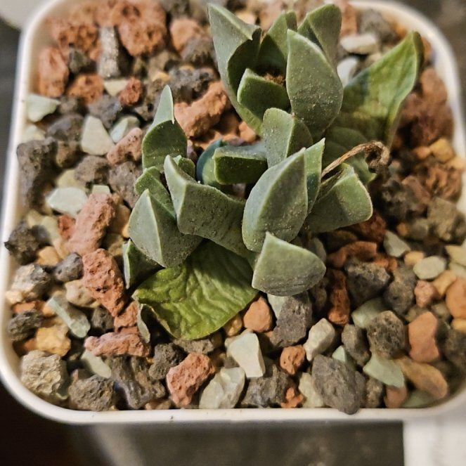 Photo of the plant species Short-Leaved Machairophyllum by @Heisenburg named Machairophyllum braevifolia on Greg, the plant care app