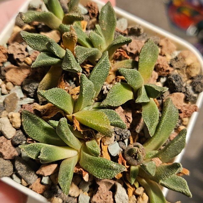 Photo of the plant species Nananthus margaritiferus by @Heisenburg named Harmony on Greg, the plant care app