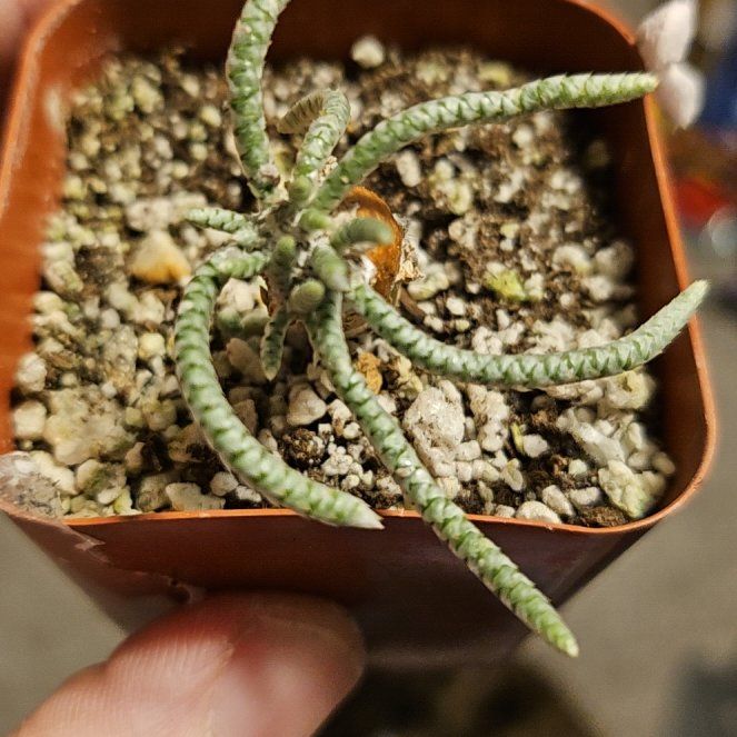 Photo of the plant species Avonia by @Heisenburg named Lavender on Greg, the plant care app