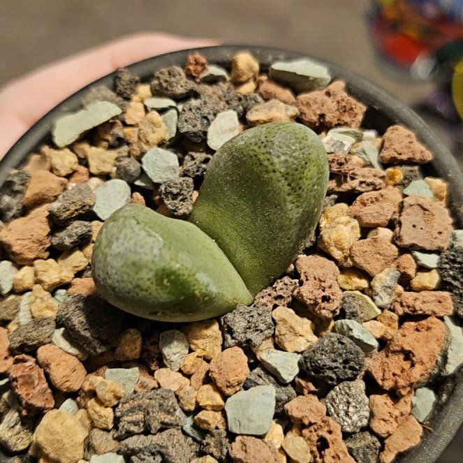 Photo of the plant species Tanquana by @Heisenburg named Gates on Greg, the plant care app