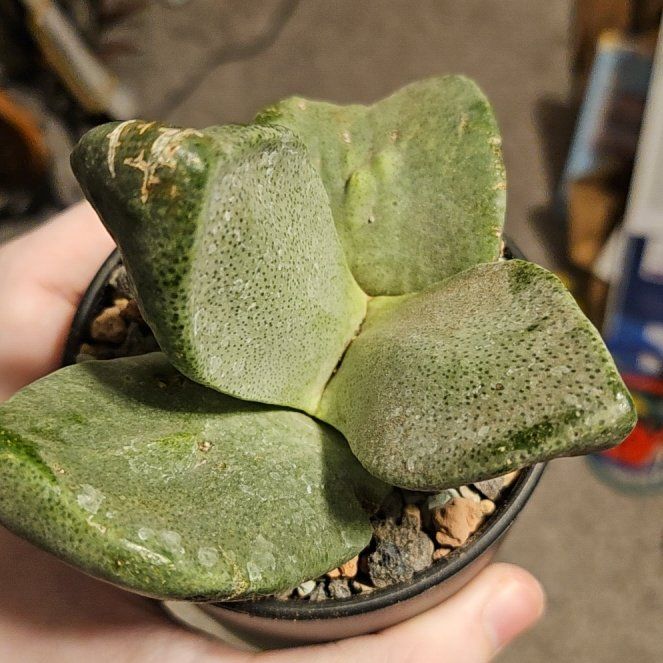 Photo of the plant species Mimicry Rock Plant by @Heisenburg named Drake on Greg, the plant care app