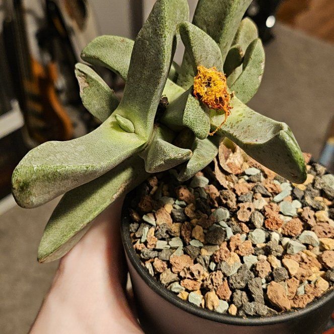 Photo of the plant species Bijlia Cana by @Heisenburg named Beckham on Greg, the plant care app