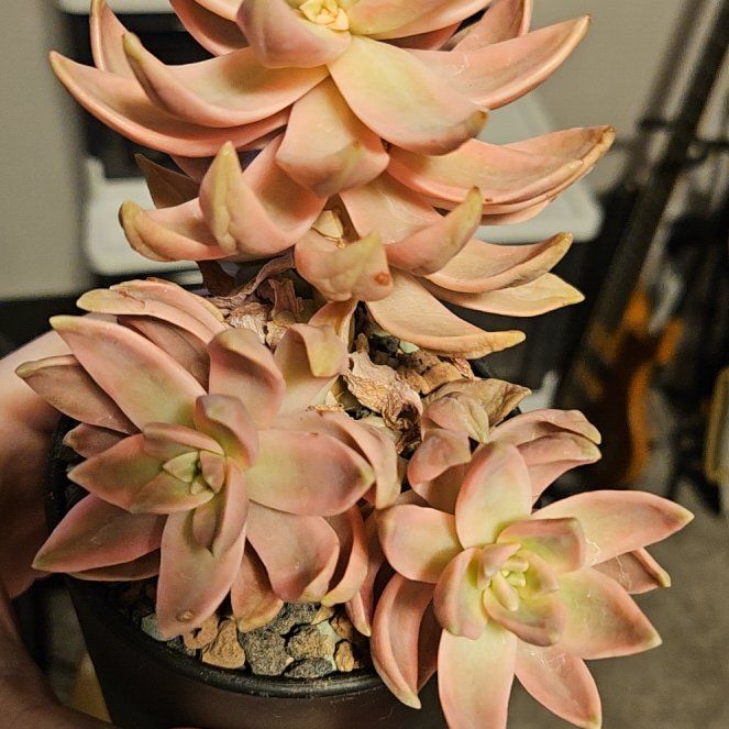 Photo of the plant species Assorted Graptosedum by @Heisenburg named Graptosedum Pat's Pink variegated on Greg, the plant care app
