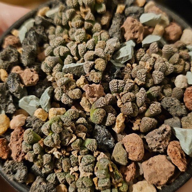 Photo of the plant species Assorted Titanopsis by @Heisenburg named Neohenricia sibbetii on Greg, the plant care app