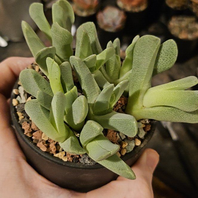 Photo of the plant species Cheiridopsis by @Heisenburg named Cheiridopsis caroli-schmidtii on Greg, the plant care app