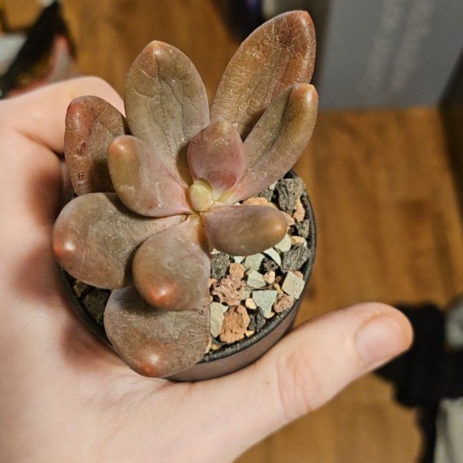 Photo of the plant species Pachyphytum 'Captain Jessop' by @Heisenburg named Pachyphytum Captain Jessop (oviferum x viride) on Greg, the plant care app