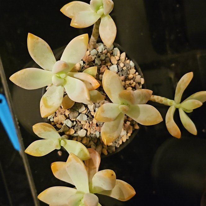 Photo of the plant species Assorted Graptosedum by @Heisenburg named Graptosedum Peach Rose on Greg, the plant care app