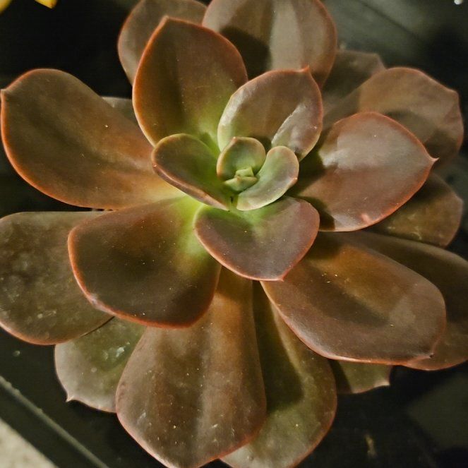 Photo of the plant species Echeveria Blue Metal by @Heisenburg named Echeveria Blue Metal on Greg, the plant care app
