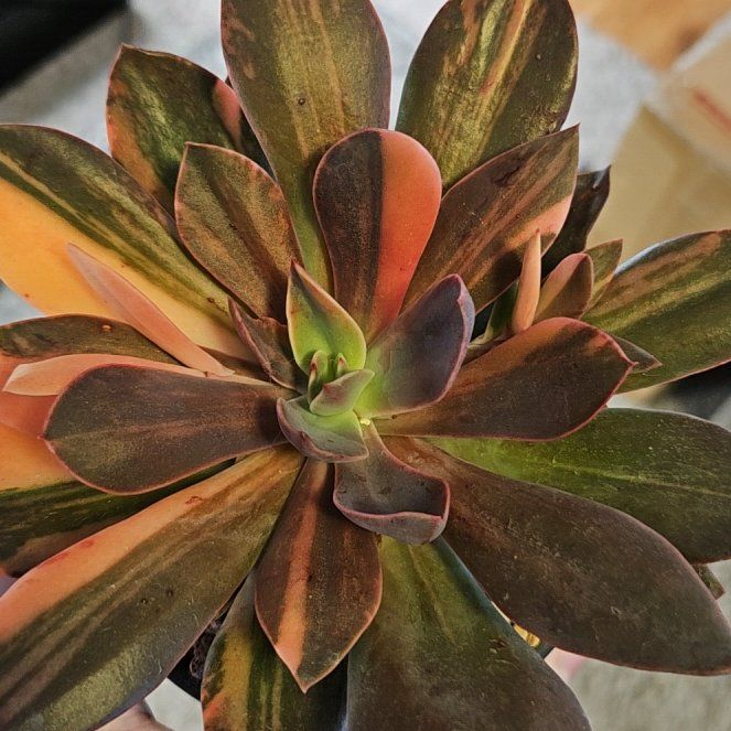 Photo of the plant species Hanaikada Echeveria by @Heisenburg named Echeveria Hanaikada variegated on Greg, the plant care app