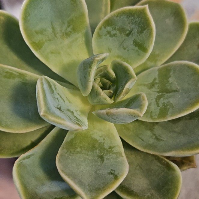 Photo of the plant species Graptoveria 'Harry Watson' by @Heisenburg named Anne on Greg, the plant care app