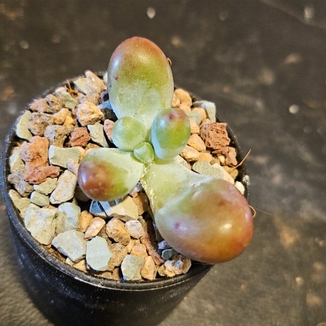 Photo of the plant species Sedeveria spp. by @Heisenburg named Sedeveria(?) Patrick Star on Greg, the plant care app