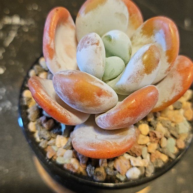 Photo of the plant species Pachyphytum cuicatecanum by @Heisenburg named Jeronimoa/Pachyphytum cuicatecanum on Greg, the plant care app