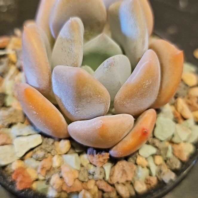 Photo of the plant species Echeveria by @Heisenburg named Echeveria Lilac Wonder on Greg, the plant care app
