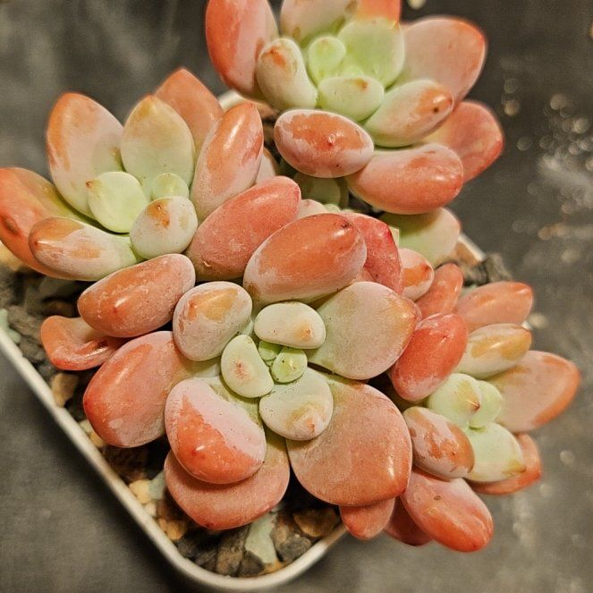 Photo of the plant species Assorted Graptosedum by @Heisenburg named Graptosedum Salmon on Greg, the plant care app