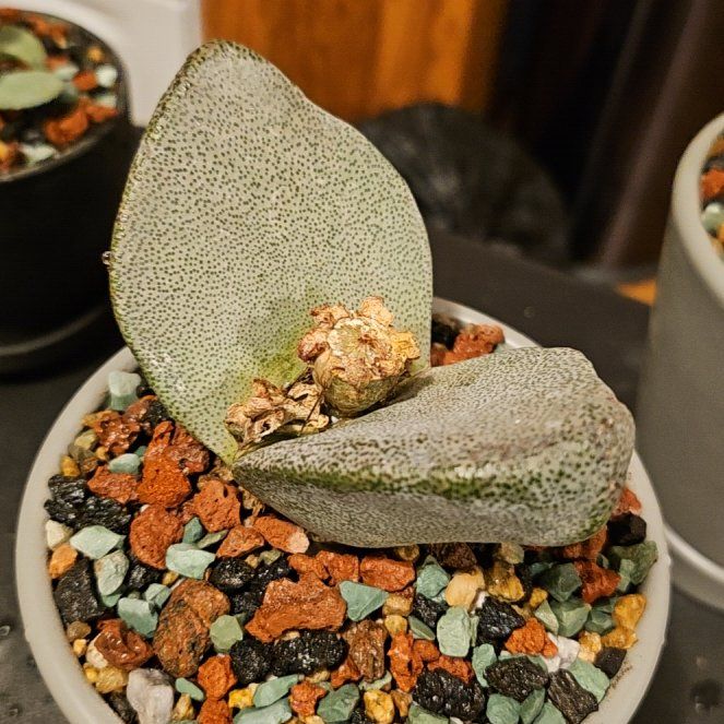 Photo of the plant species Liver Plant by @Heisenburg named Pleiospilos simulans (large) on Greg, the plant care app