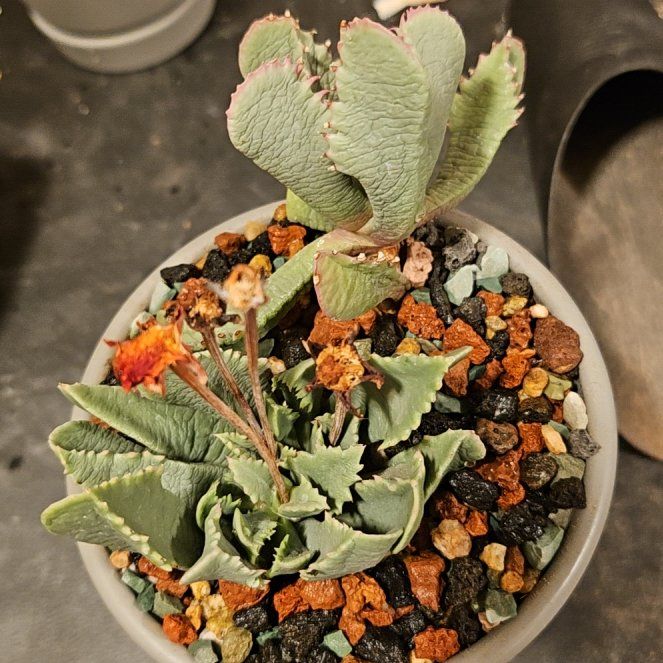 Photo of the plant species Assorted Aloinopsis by @Heisenburg named Carruanthus peersii on Greg, the plant care app