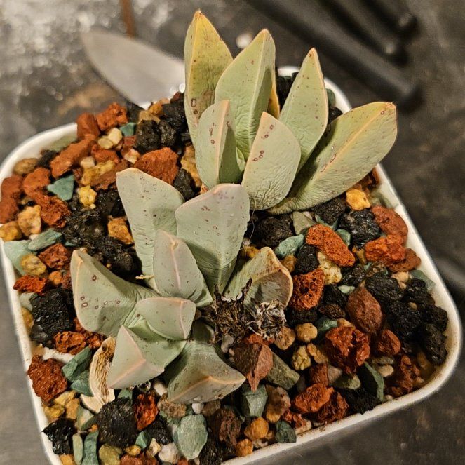 Plant care for Schwantesia on Greg, the plant care app