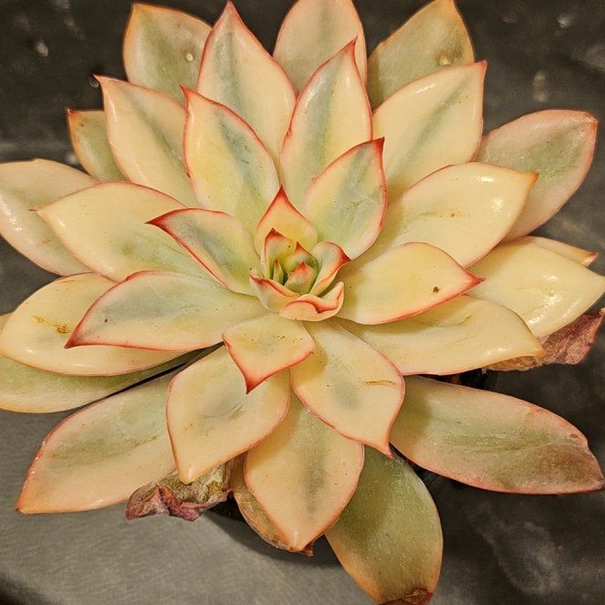 Photo of the plant species Crested Echeveria Moon Gad by @Heisenburg named Echeveria Moon Gad Varnish variegated on Greg, the plant care app
