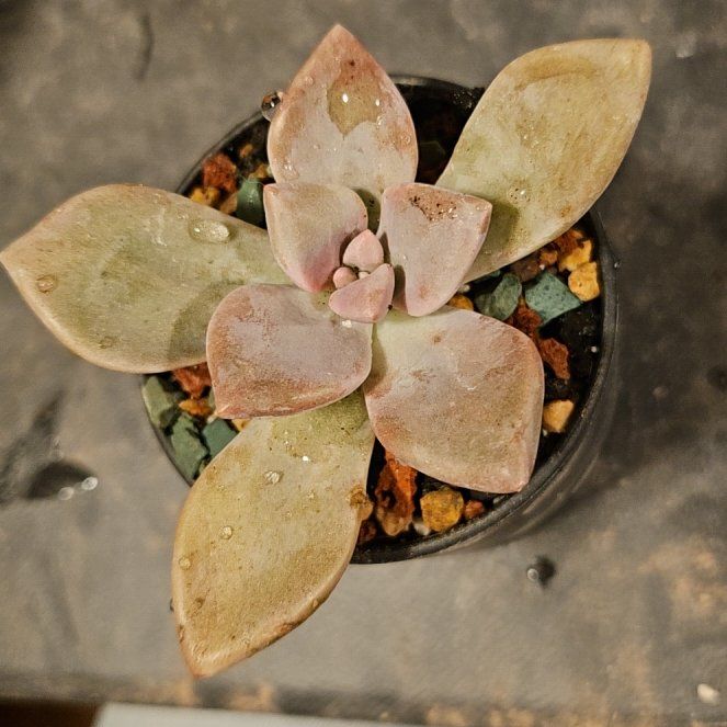 Photo of the plant species Inti Plantense by @Heisenburg named Graptoveria Inti Platense on Greg, the plant care app