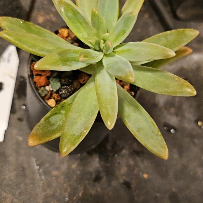Photo of the plant species Pachyveria 'Blue Pearl' by @Heisenburg named Pachyveria Blue Pearl on Greg, the plant care app