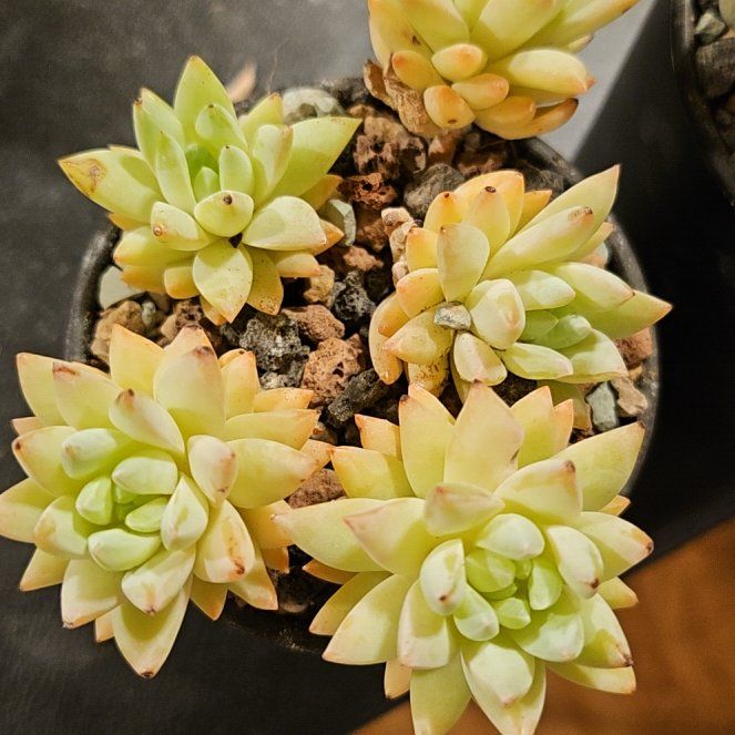 Photo of the plant species Sedeveria ‘Silver Frost’ by @Heisenburg named Dax on Greg, the plant care app