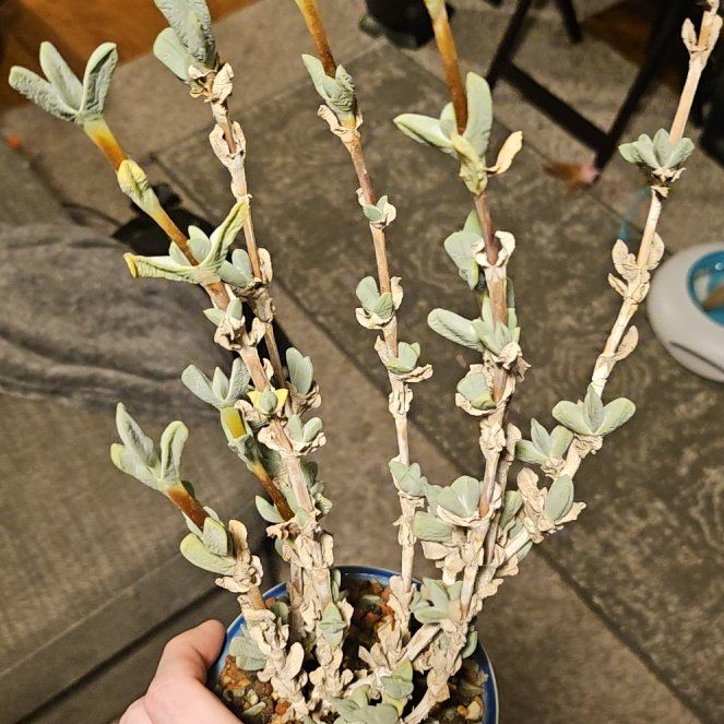 Photo of the plant species Cheiridopsis by @Heisenburg named Antimima valida on Greg, the plant care app