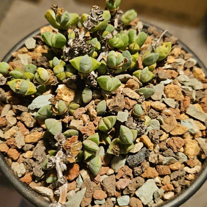 Photo of the plant species Dwarf Carpet Of The Stars by @Heisenburg named Ruschia turneriana on Greg, the plant care app