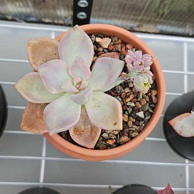 Photo of the plant species Graptopetalum 'Marquise de Sevigne' by @Heisenburg named Emerson on Greg, the plant care app