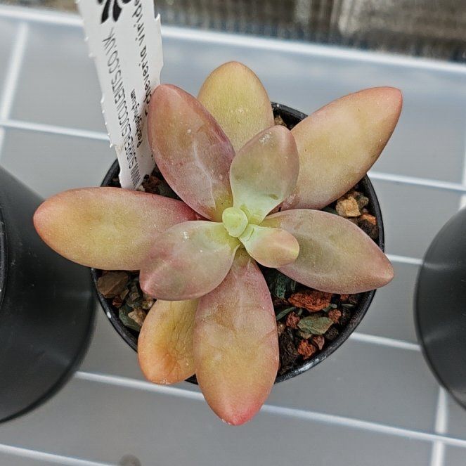 Photo of the plant species Pachyphytum 'Captain Jessop' by @Heisenburg named Gaga on Greg, the plant care app