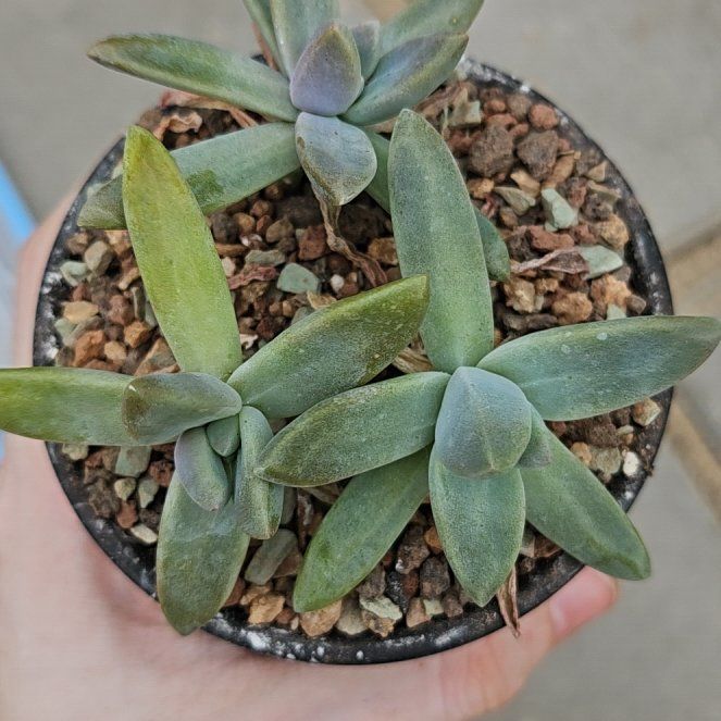 Photo of the plant species Graptoveria 'Blue Pearl' by @Heisenburg named Harmony on Greg, the plant care app