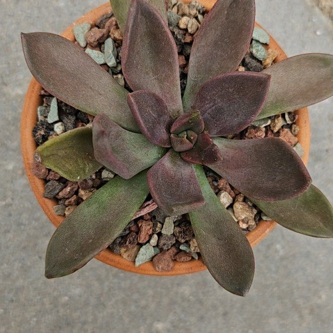 Photo of the plant species Graptoveria 'Juliana' by @Heisenburg named Homer on Greg, the plant care app