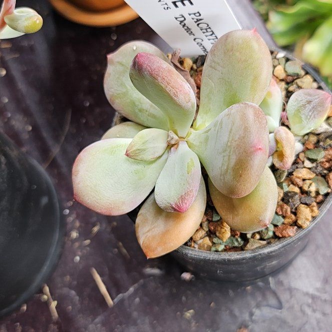 Photo of the plant species Assorted Pachyphytum by @Heisenburg named Pachyphytum Doctor Cornelius on Greg, the plant care app