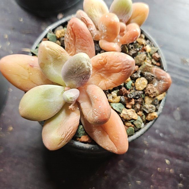 Photo of the plant species Pachyphytum 'Captain Jessop' by @Heisenburg named Pachyphytum Captain Jessop on Greg, the plant care app