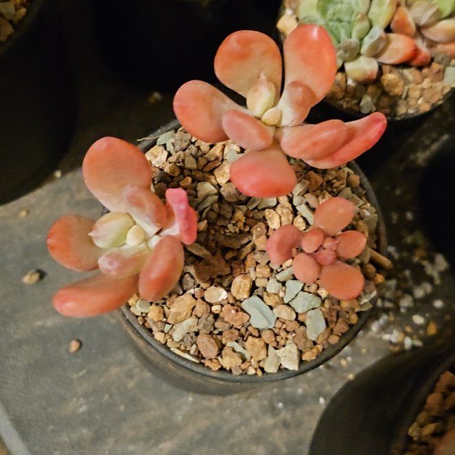Photo of the plant species Assorted Pachyphytum by @Heisenburg named Gomez on Greg, the plant care app