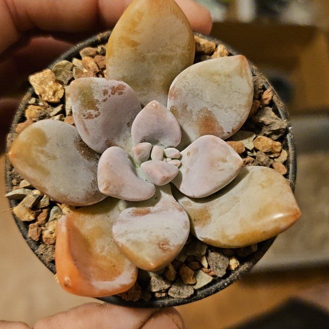 Photo of the plant species Assorted Graptopetalum by @Heisenburg named Aria on Greg, the plant care app