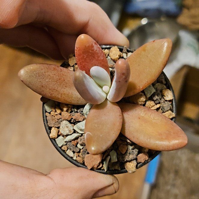 Photo of the plant species Pachyphytum werdermannii by @Heisenburg named Spike Leaves on Greg, the plant care app