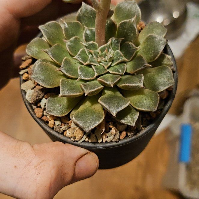 Photo of the plant species Graptopetalum bellum by @Heisenburg named Navajo on Greg, the plant care app