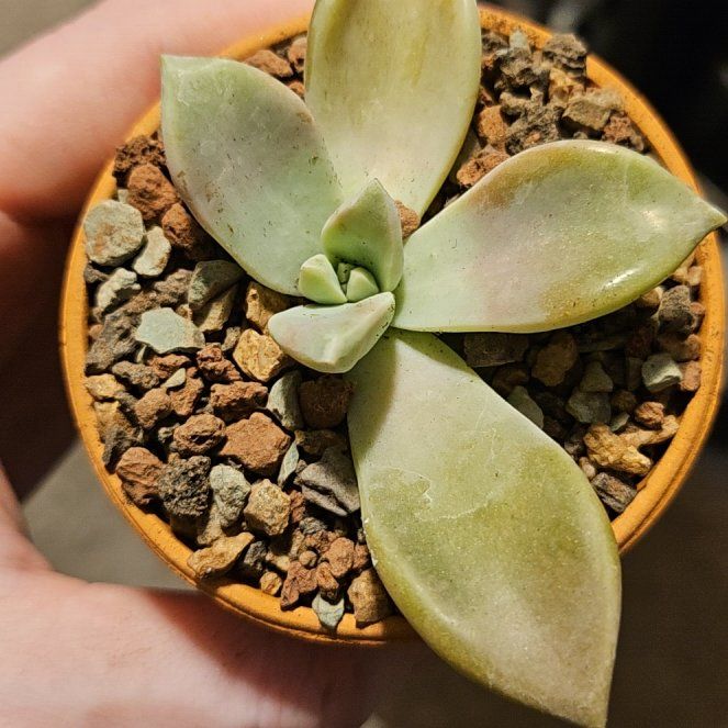 Photo of the plant species Assorted Graptopetalum by @Heisenburg named Ronaldo on Greg, the plant care app