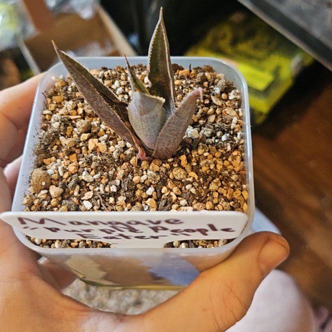 Photo of the plant species Mangave Purple People Eater by @Heisenburg named Cleopatra on Greg, the plant care app