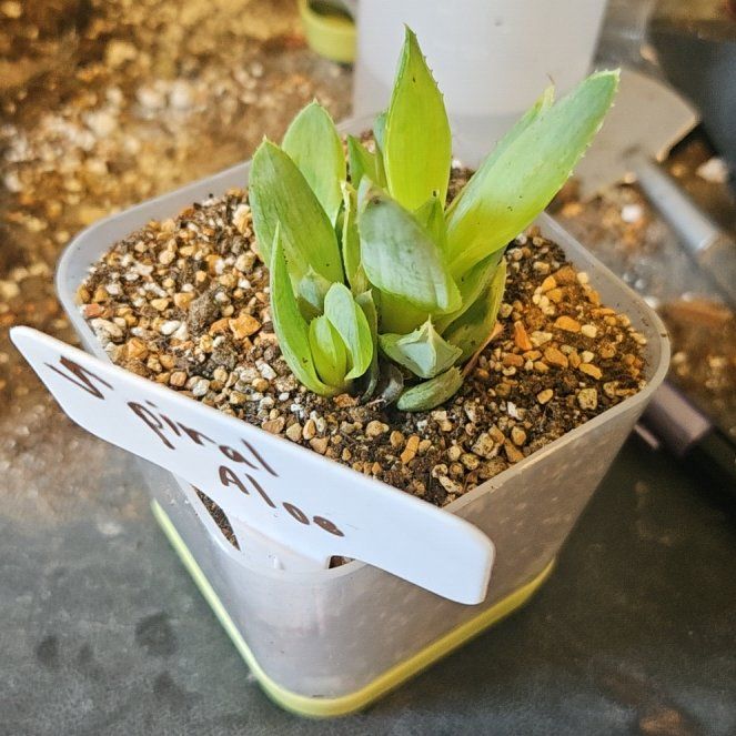 Photo of the plant species Aloe Polyphylla by @Heisenburg named Cleopatra on Greg, the plant care app