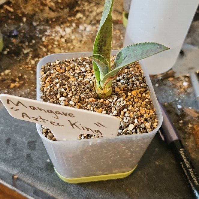 Photo of the plant species Mangave 'Aztec King' by @Heisenburg named Treeyoncé on Greg, the plant care app