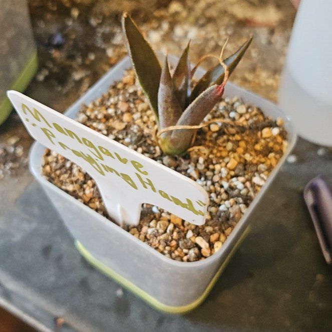Photo of the plant species Praying Hands Mangave by @Heisenburg named Sanders on Greg, the plant care app