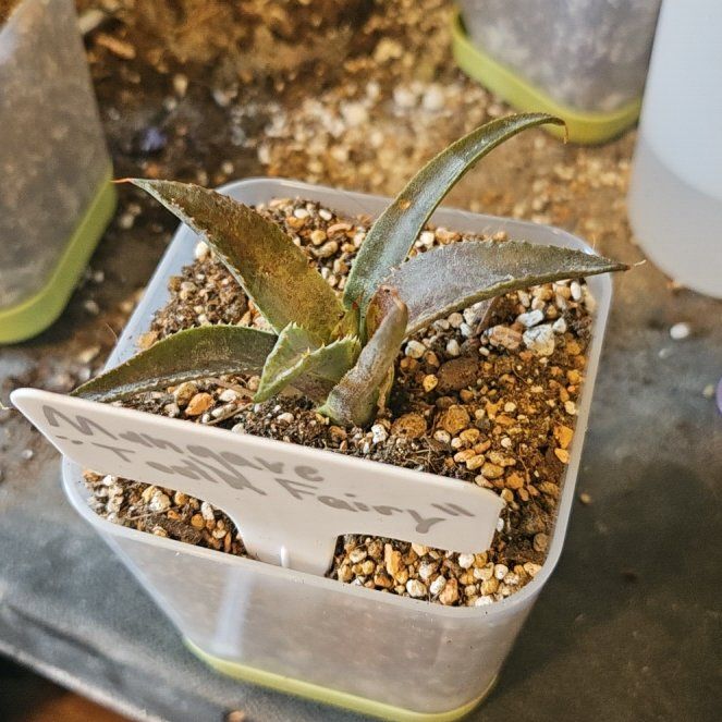 Photo of the plant species Mangave 'Tooth Fairy' by @Heisenburg named James Dean on Greg, the plant care app