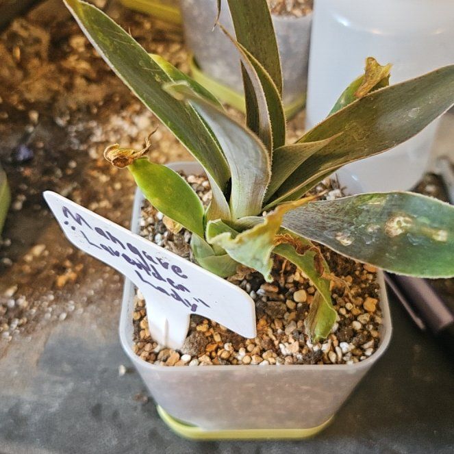 Photo of the plant species Mangave 'Lavender Lady' by @Heisenburg named Xena on Greg, the plant care app