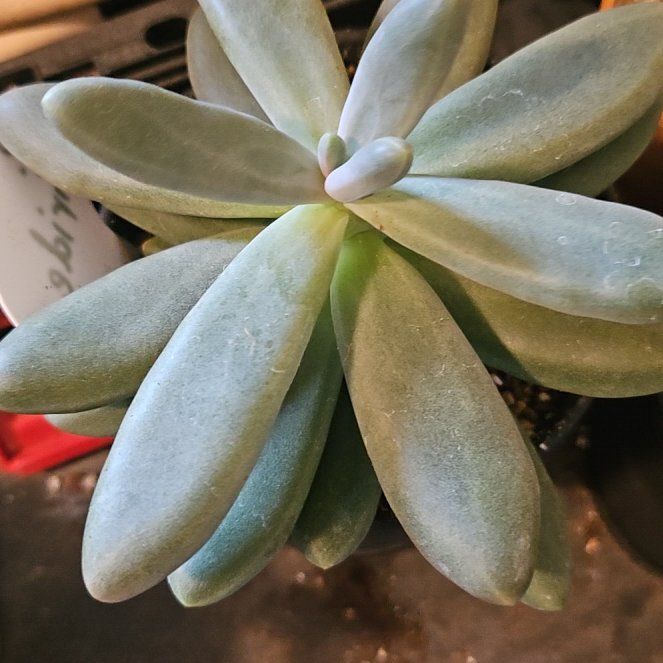 Photo of the plant species Pachyphytum viride by @Heisenburg named Robert Plant on Greg, the plant care app