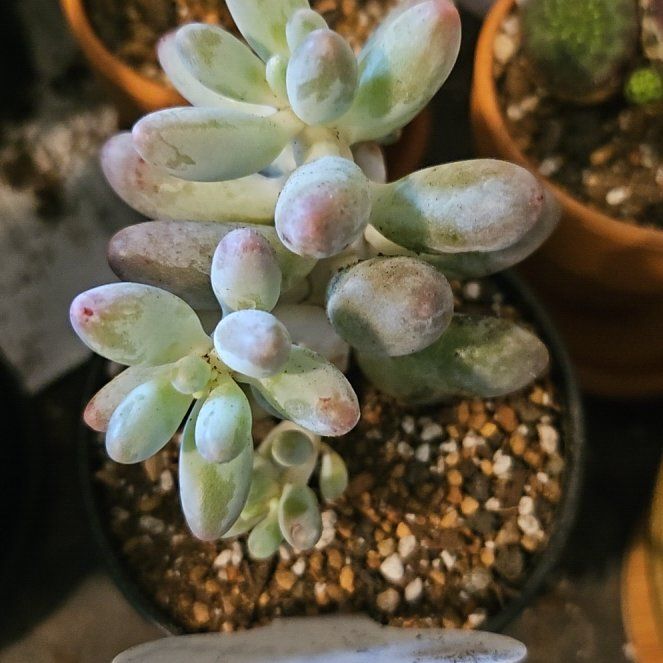 Photo of the plant species Assorted Pachyphytum by @Heisenburg named Oscar on Greg, the plant care app