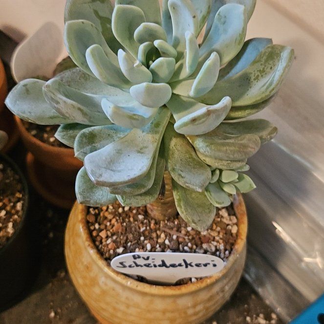 Photo of the plant species Jeweled Crown by @Heisenburg named Morgan Treeman on Greg, the plant care app