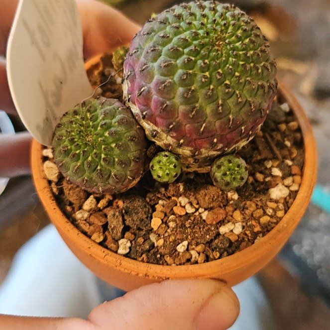 Photo of the plant species Violet Skin Cactus by @Heisenburg named Harmony on Greg, the plant care app